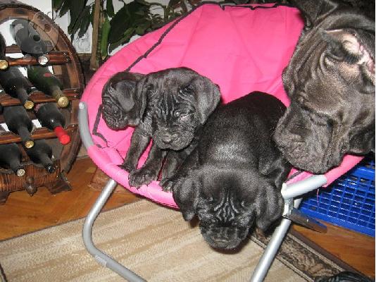 CANE CORSO
