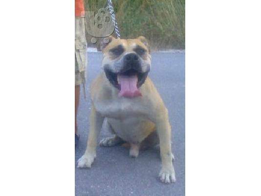 stamford pitbull