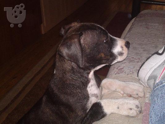 pit bull