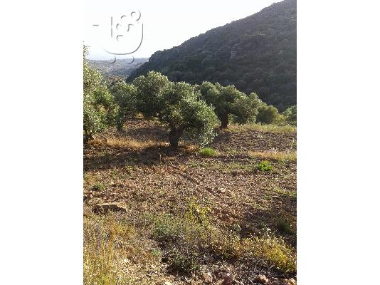 PoulaTo: ΕΛΑΙΌΛΑΔΟ
