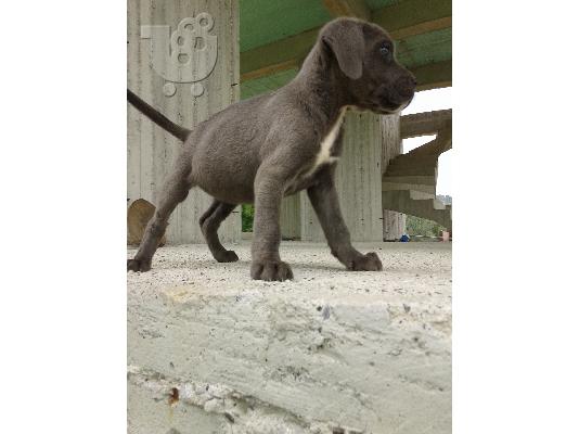 κουταβια cane corso