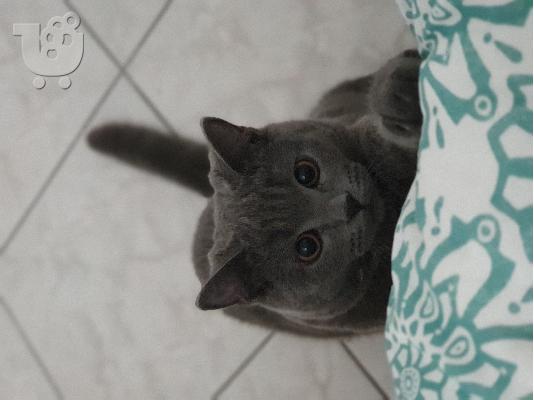 Ζευγάρωμα british shorthair γάτας