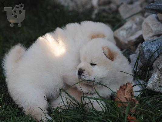 CHOW CHOW