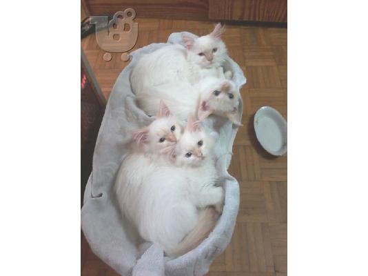Poulao ta oraiotera Ragdoll