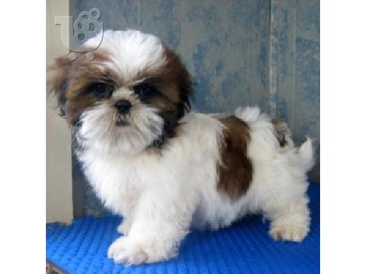 PoulaTo: Καλό Κοιτάζοντας κουτάβια Shih Tzu