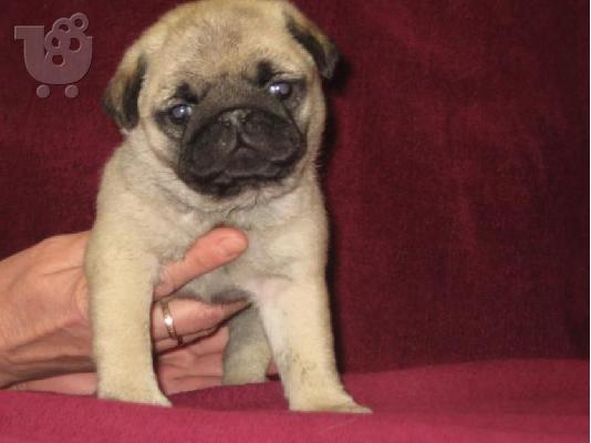 PoulaTo: PUG