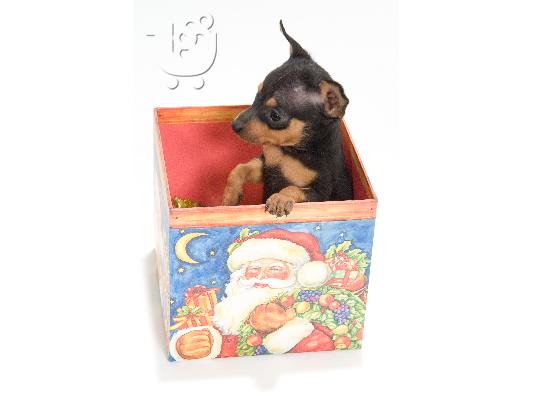 PINCHER TOY-EXTRA SMALL  1.800 GR