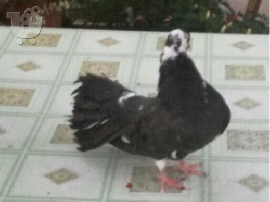 PoulaTo: Περιστέρια  Βεντάλιες.