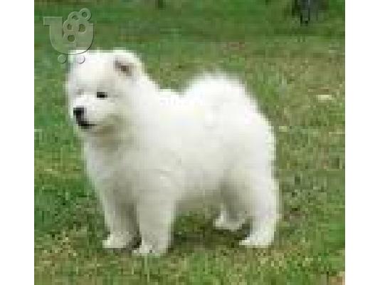 PoulaTo: SAMOYED Σαμόιτ