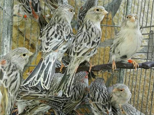 PoulaTo: ΠΩΛΟΥΝΤΑΙ ΚΑΝΑΡΙΝΙΑ ΜΥΚΟΝΟΣ