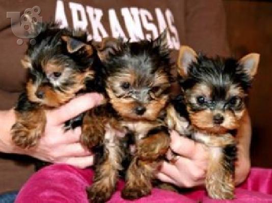 PoulaTo: Yorkshire Terrier Super Mini, Eλευσινα