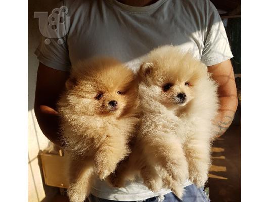PoulaTo: Pomeranian Boo type - Πομεράνιαν μπου