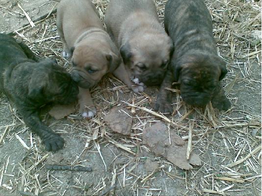 PoulaTo: DOGO CANARIO