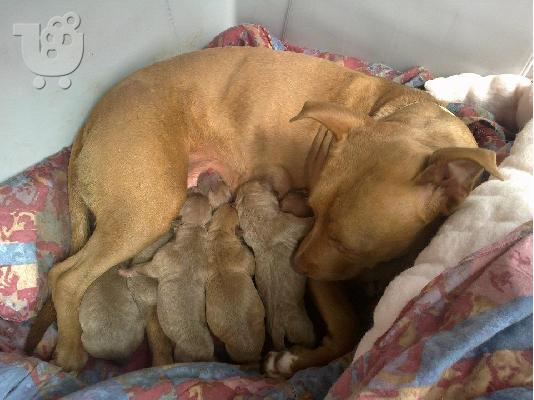 PoulaTo: Kingsize Rednose Pitbull puppies