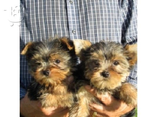 PoulaTo: Υπέροχα καθαρόαιμα κουτάβια Yorkshire Terrier