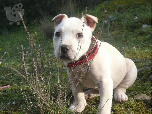 PoulaTo: american pit bull