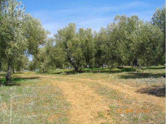 Πωλείται οικόπεδο 5500τμ, Μαρώνεια