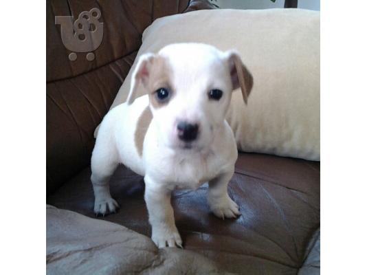 JACK RUSSEL