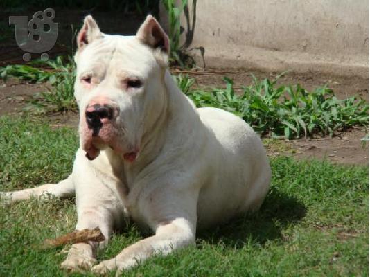 PoulaTo: Dogo Argentino-Ντόγκο Αρτζεντίνο