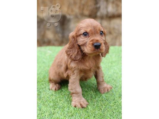 PoulaTo: spoodle Puppies