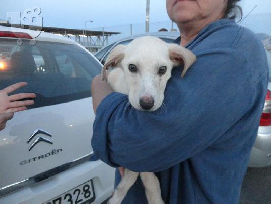 ΡΟΜΠΙΝΣΟΝ,ΗΜΙΑΙΜΟ ΛΑΜΠΡΑΝΤΟΡΑΚΙ ΑΡ ΠΡΩΤ 4247/02
