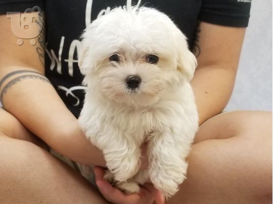 Morkie