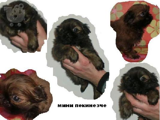 ***MINI  πεκινουά-250ευρώ***