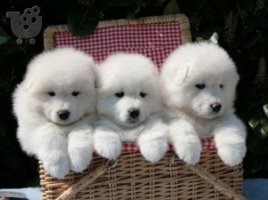 PoulaTo: Lovely Samoyed Pups Πλήρως δοκιμασμένο για την υγεία