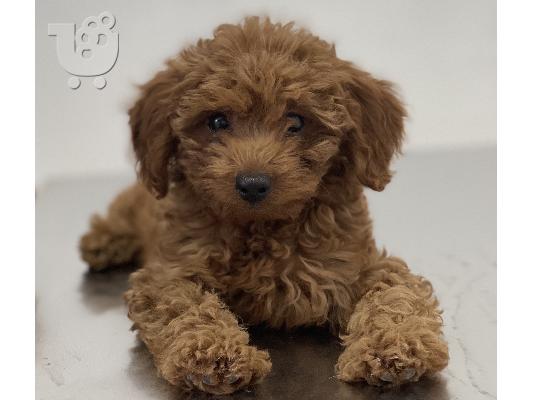 PoulaTo: Caniche poodle Mini Apricot Red