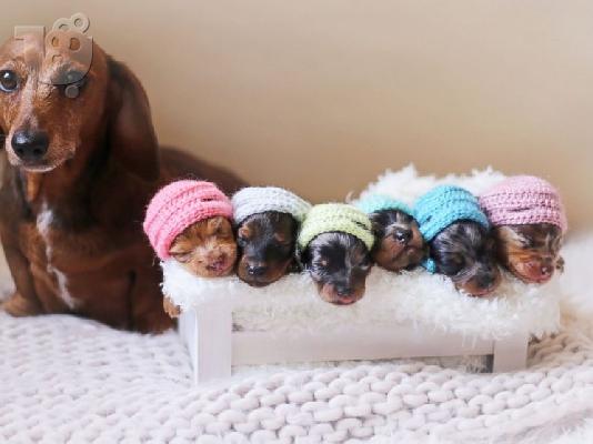 PoulaTo: Όμορφα κουτάβια Dachshund