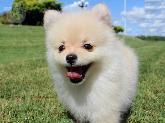 PoulaTo: Δύο φοβερό Pomeranian κουτάβια