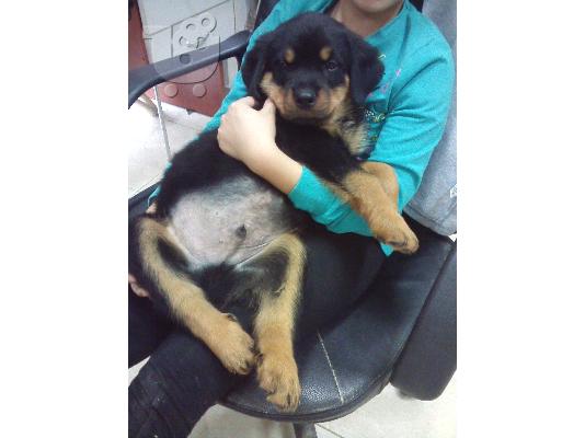 PoulaTo: ΠΩΛΟΥΝΤΑΙ ΚΑΘΑΡΟΑΙΜΑ ΚΟΥΤΑΒΙΑ ROTTWEILER-250Ε