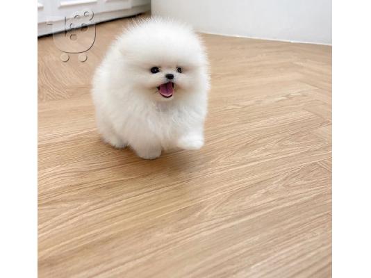 PoulaTo: Pomeranian κουτάβια