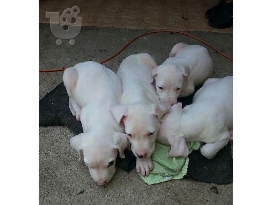 DOGO ARGENTINO
