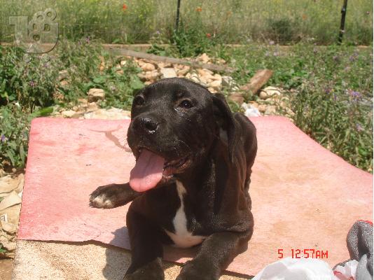 PoulaTo: cane corso