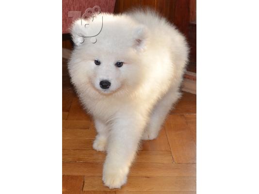 Samoyed δείχνουν την ποιότητα κουτάβια