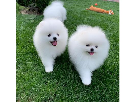 PoulaTo: Καταπληκτικά κουτάβια από Pomeranian