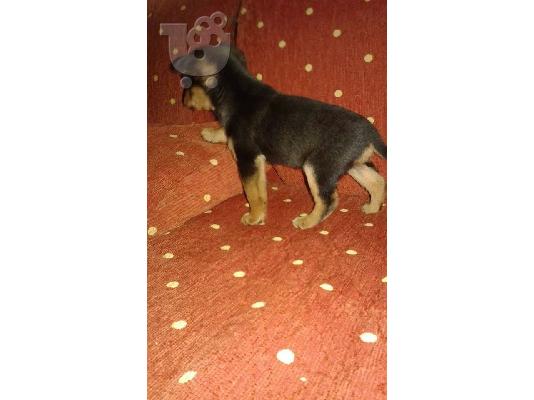mini pinser