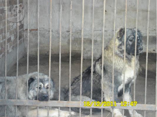 PoulaTo: younger sister of world champion-caucasian dog 10 minwn