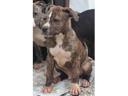 KOUTAVIA PITBULL