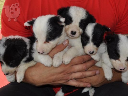 PoulaTo: Κουτάβια Border Collie