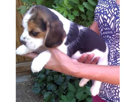 PoulaTo: Διατίθενται κουτάβια Beagle