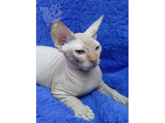 PoulaTo: Sphynx Cats προς πώληση