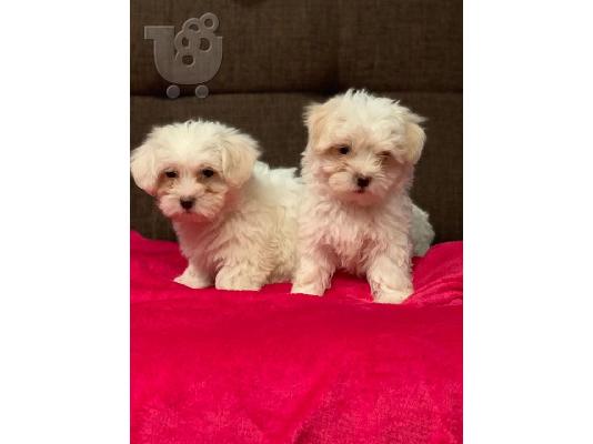 Όμορφα γεμάτα γενεαλογικά kc reg bichon frize κουτάβια,