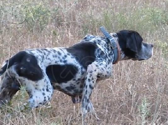 PoulaTo: Καθαροαιμα pointer με χαρτια,3 αρσενικα και 4 θηλυκα απο κυνηγο.