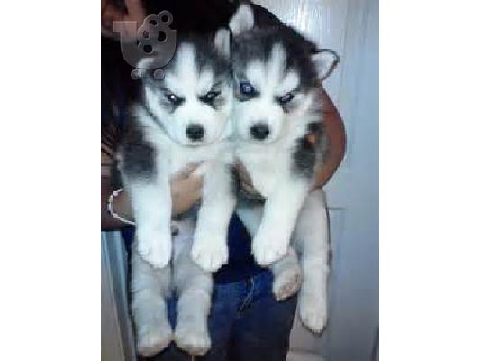 PoulaTo: Αξιολάτρευτο Husky κουτάβια