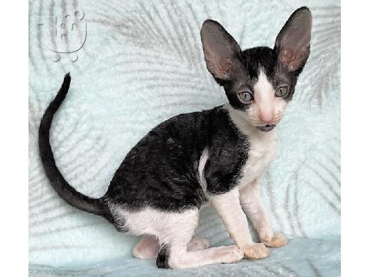 Όμορφα μισά γατάκια Cornish Rex.
