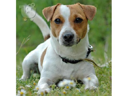 PoulaTo: Jack Russell καθαροαιμα 6979314054 ΚΡΗΤΗ-ΑΘΗΝΑ-θεσσαλονικη
