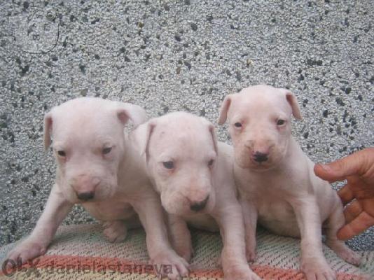 DOGO ARGENTINO