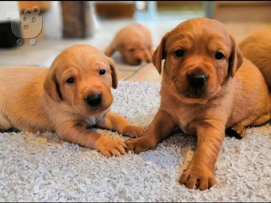 PoulaTo: λαβράδορ retriever